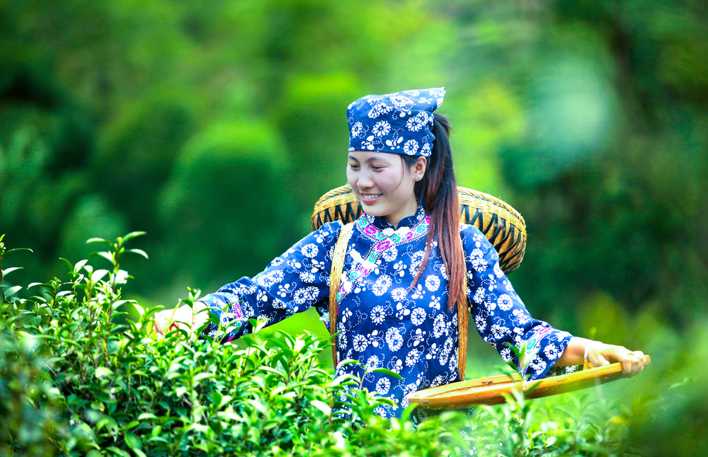 高山采茶妹--莊一凡攝.jpg 高山采茶妹--莊一凡攝.jpg